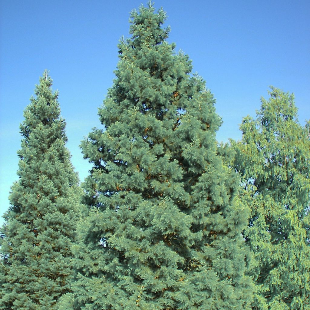 Sequoiadendron giganteum Glaucum