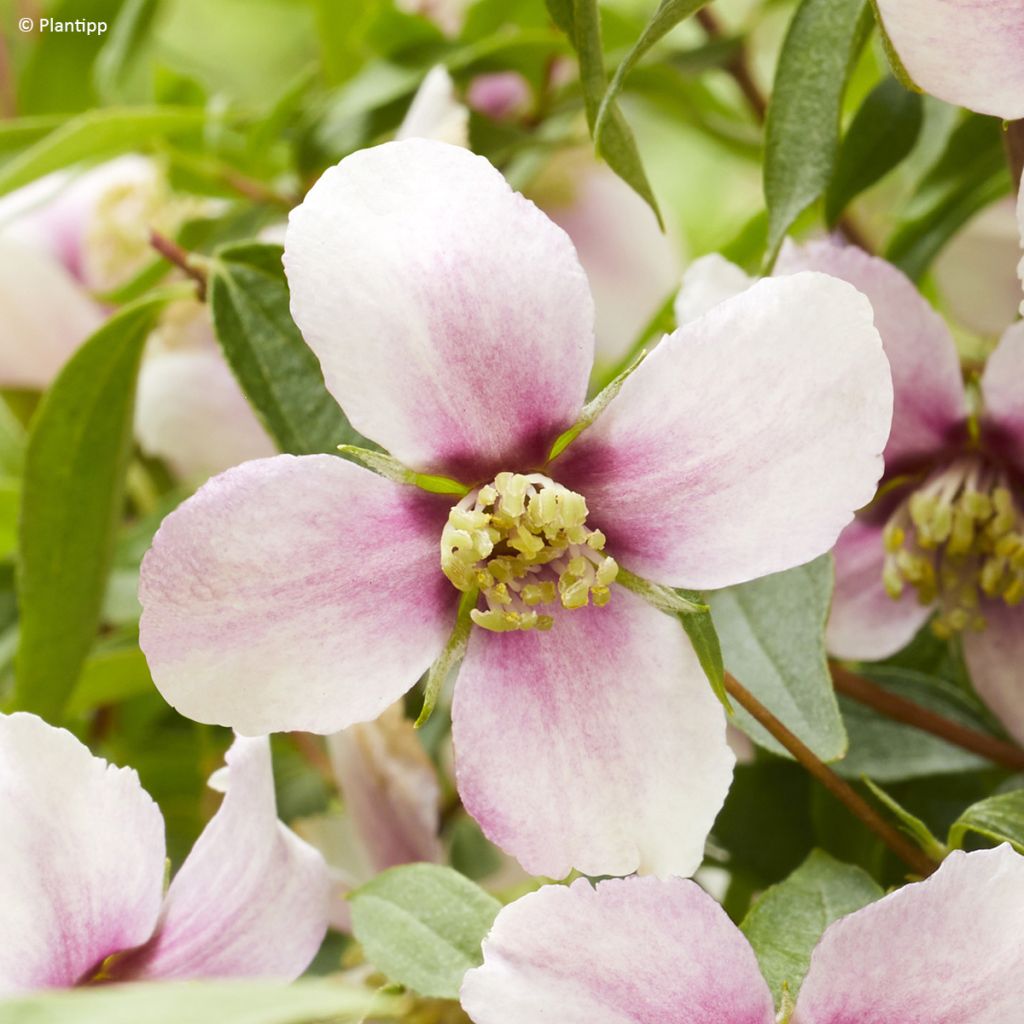 Philadelphus Petite Perfume Pink