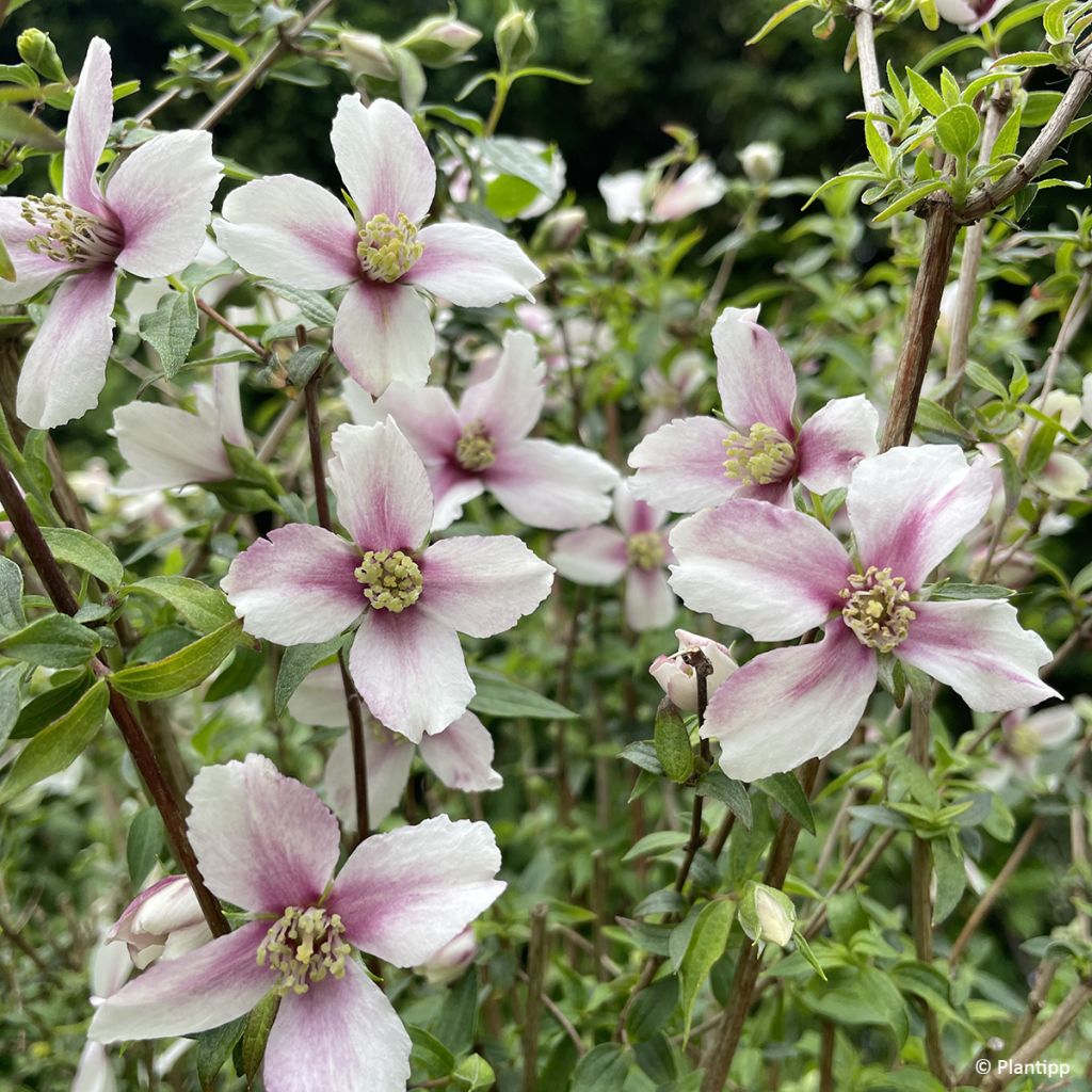 Philadelphus Petite Perfume Pink