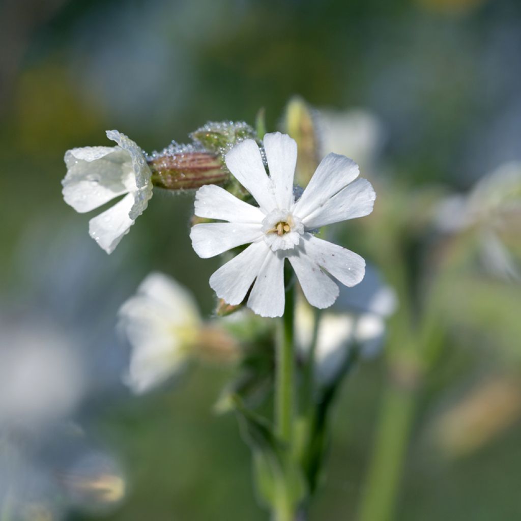 Silene latifolia subsp. alba - White campion