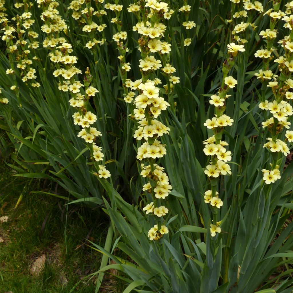 Sisyrinchium striatum