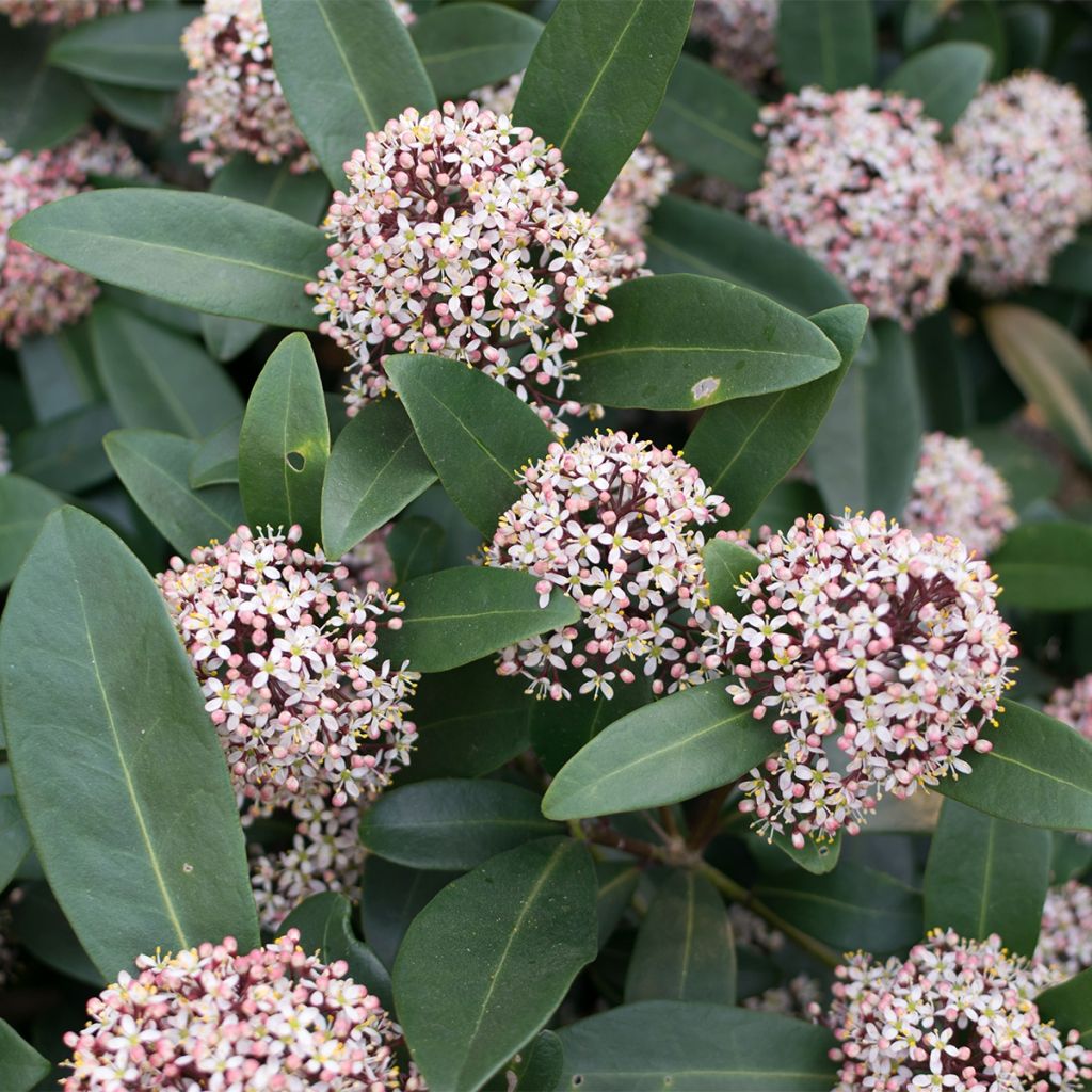 Skimmia japonica Godrie's Dwarf - Skimmia du Japon nain