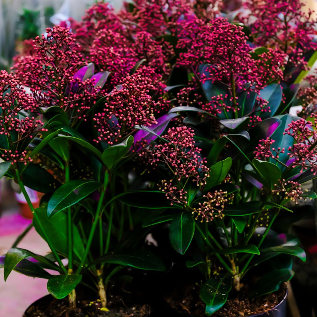 Skimmia japonica Pabella - Japanese Skimmia