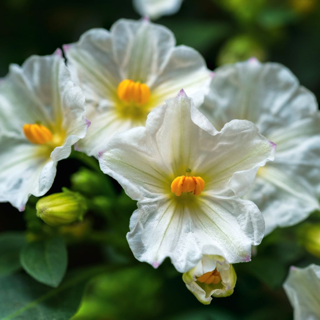 Solanum rantonnetii Charles White