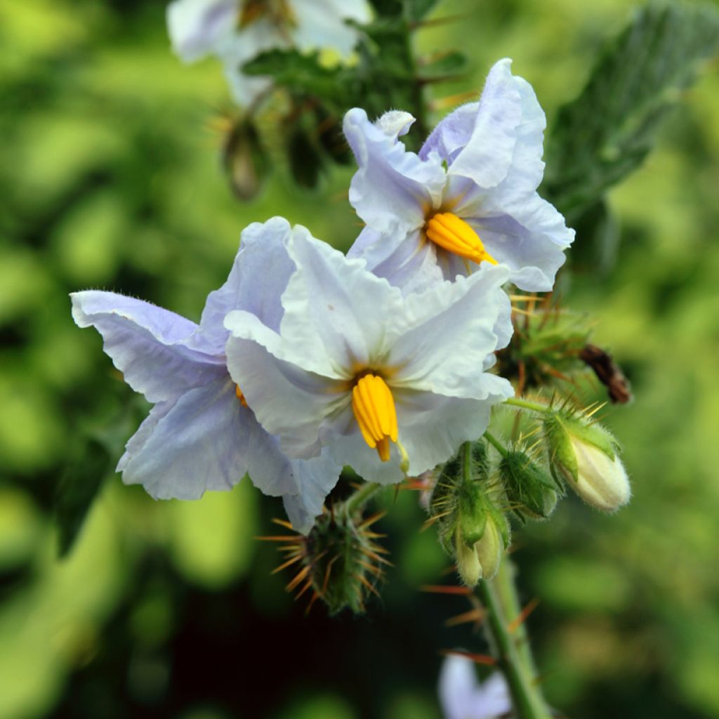 Solanum sisymbriifolium Starbenas - Sticky nightshade