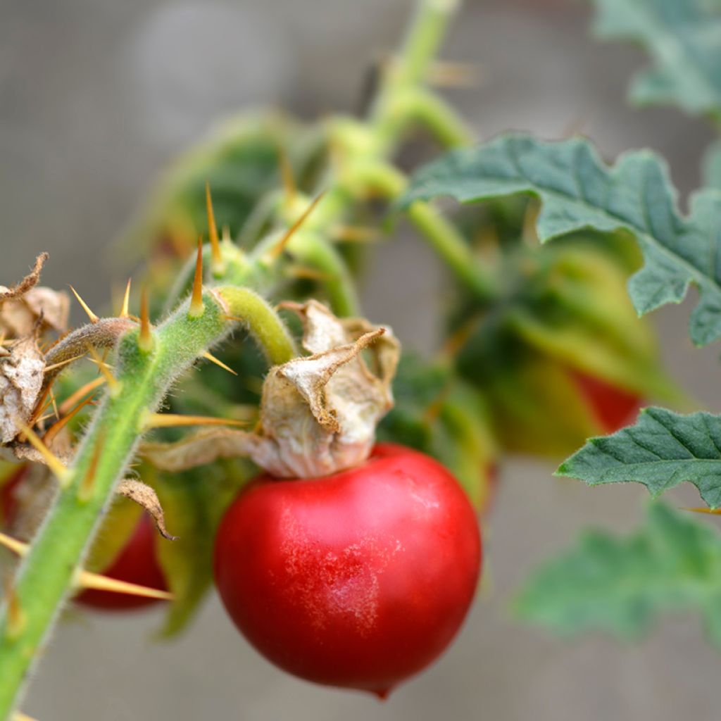 Solanum sisymbriifolium Starbenas - Sticky nightshade