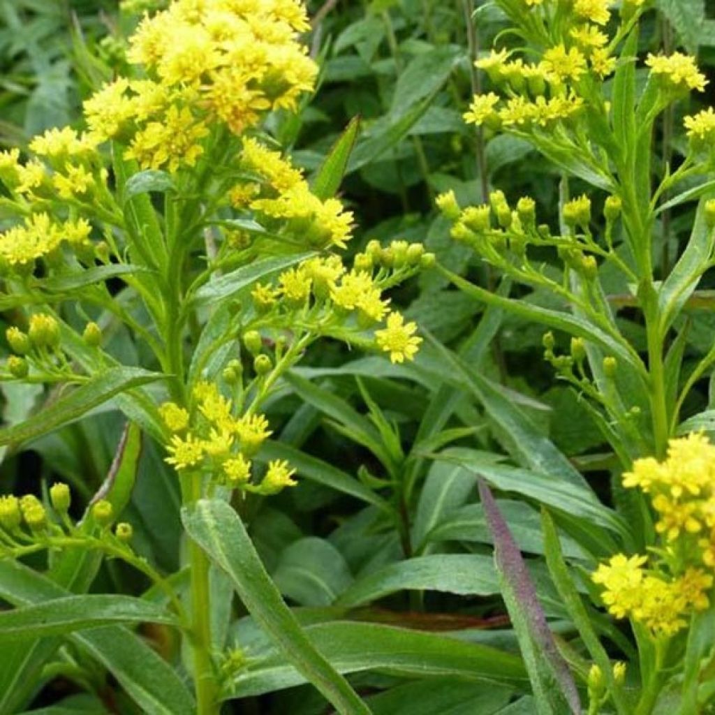 Solidago sempervirens Goldene Wellen - Verge d'or Goldene Wellen