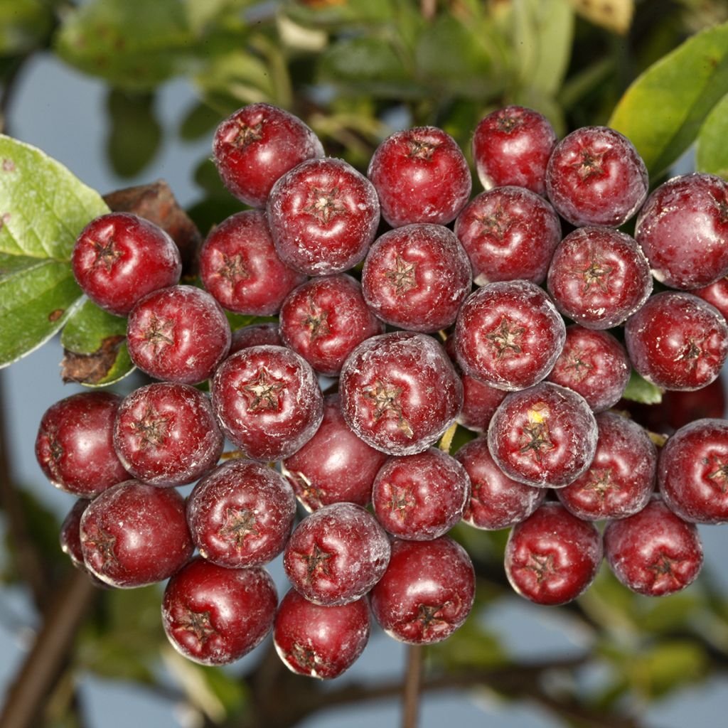 Crataegosorbus Grananatnaja