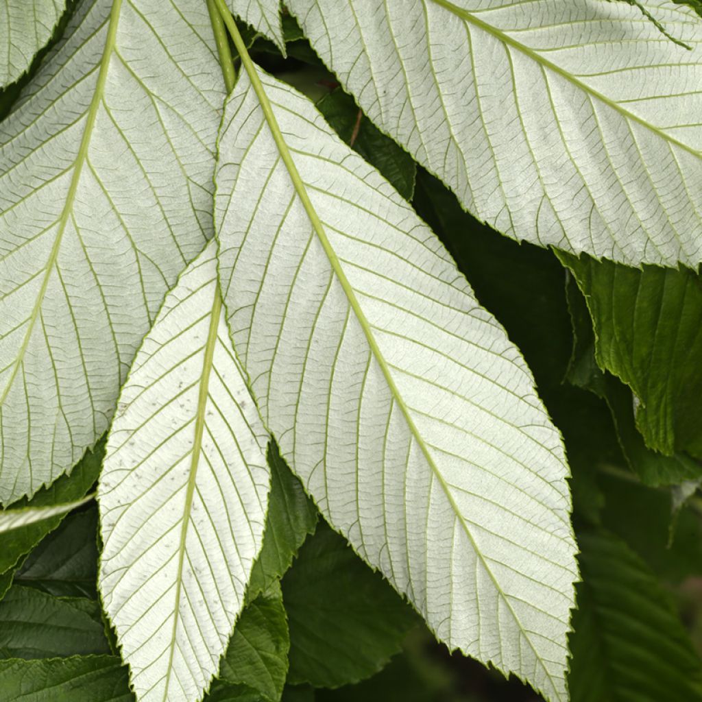 Sorbus hemsleyi John Bond - Whitebeam