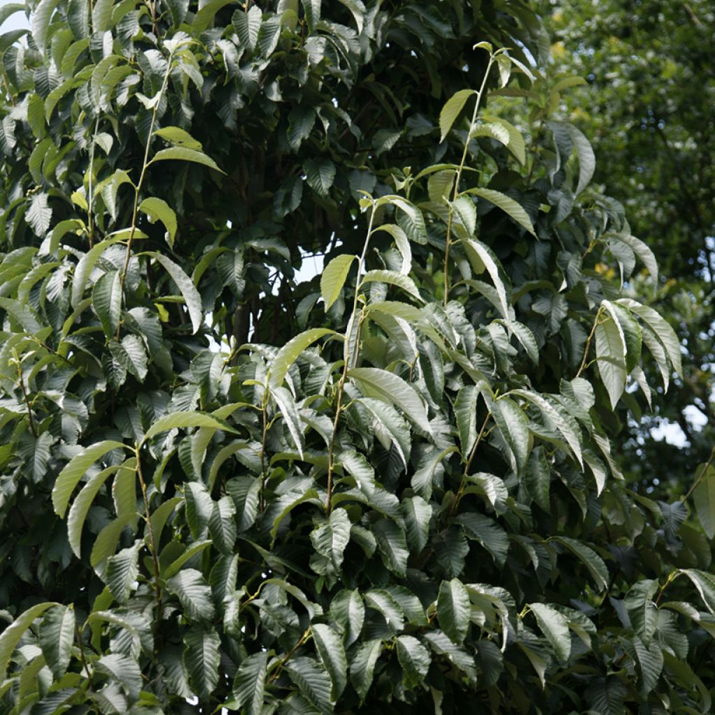 Sorbus hemsleyi John Bond - Whitebeam