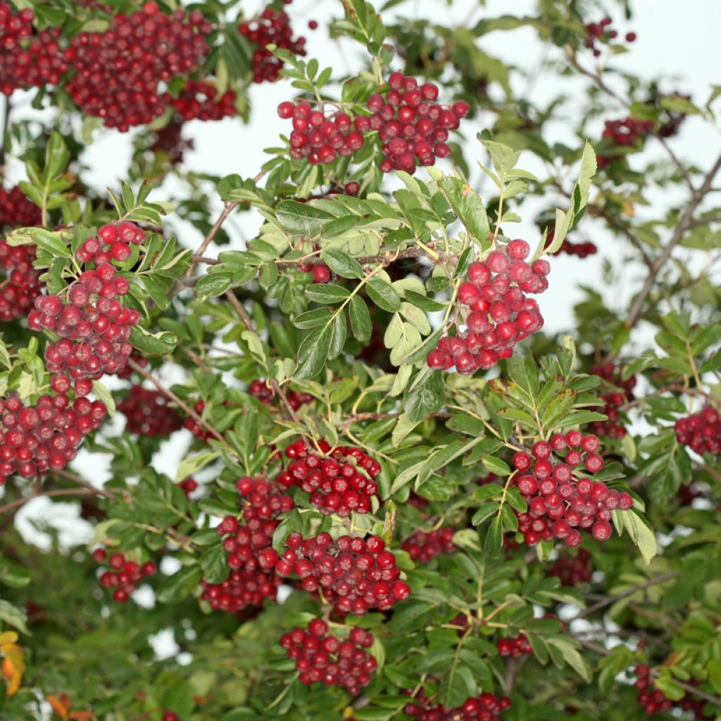 Sorbus Rubinowaja - Sorbus x Pyrus