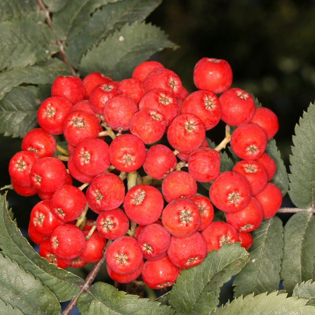 Sorbus aucuparia Fastigiata - Rowan