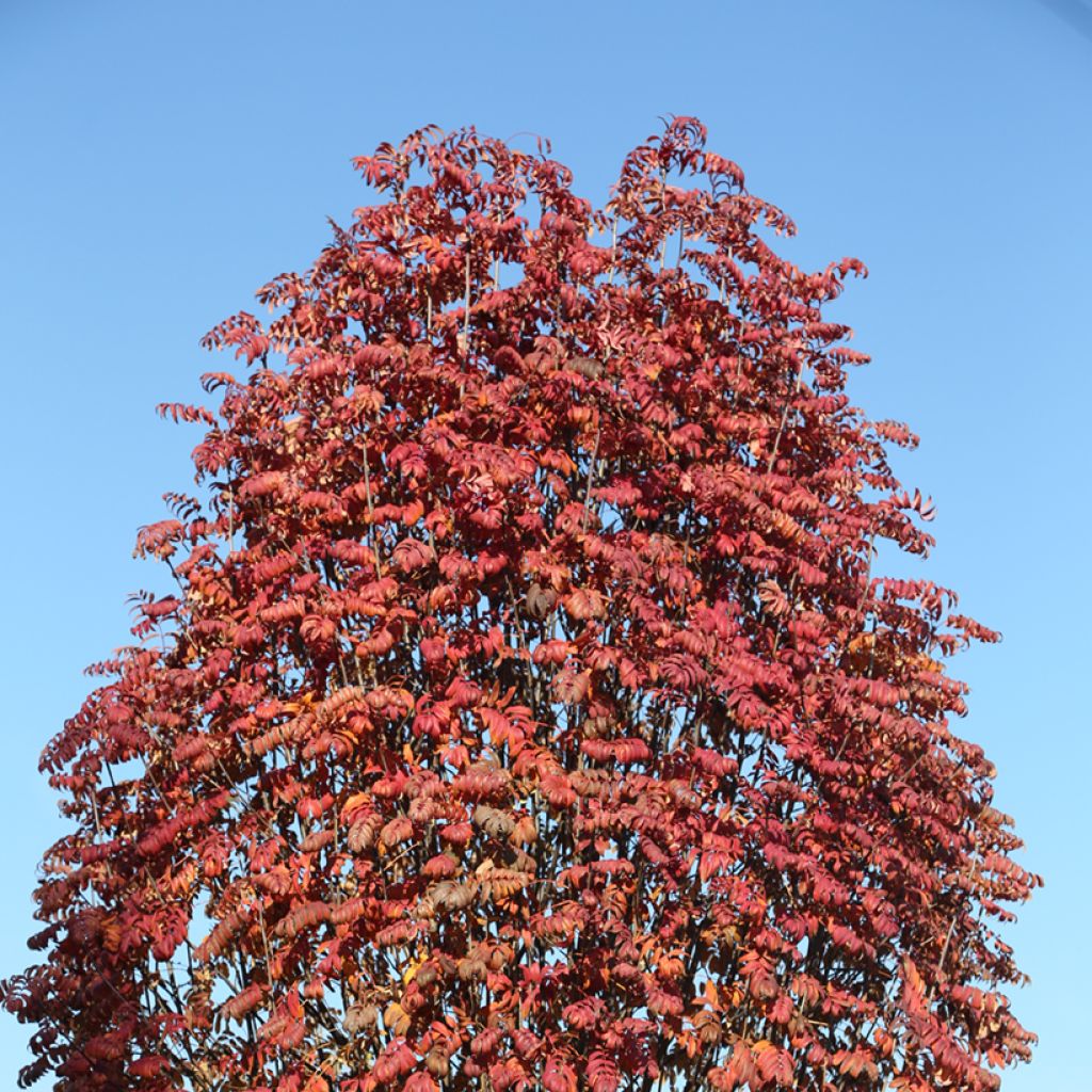 Sorbus aucuparia Fingerprint - Rowan