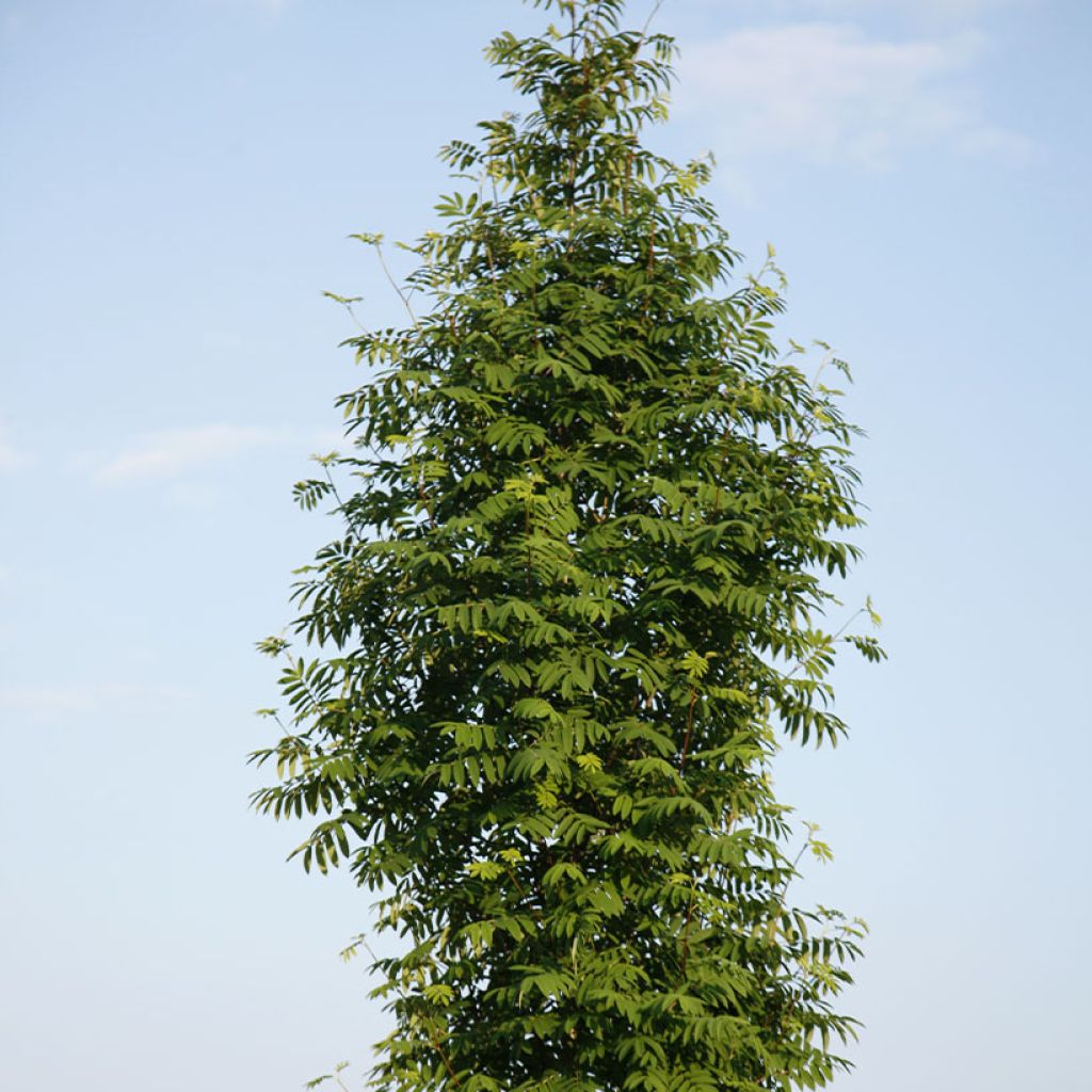 Sorbus aucuparia Fingerprint - Rowan