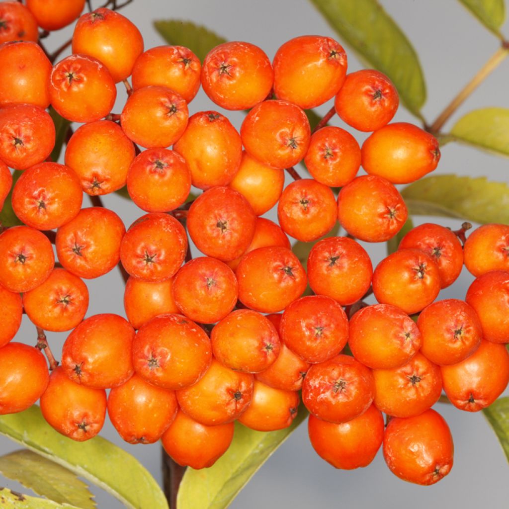 Sorbus aucuparia Konzentra - Rowan