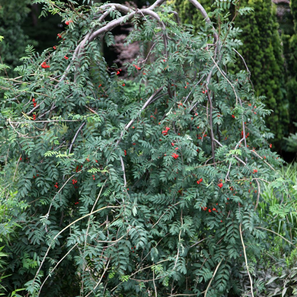 Sorbus aucuparia Pendula - Rowan