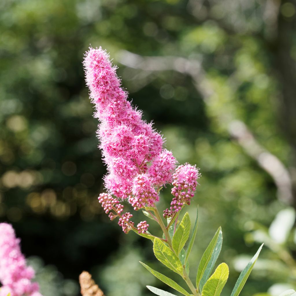 Spiraea douglasii - Steeple bush