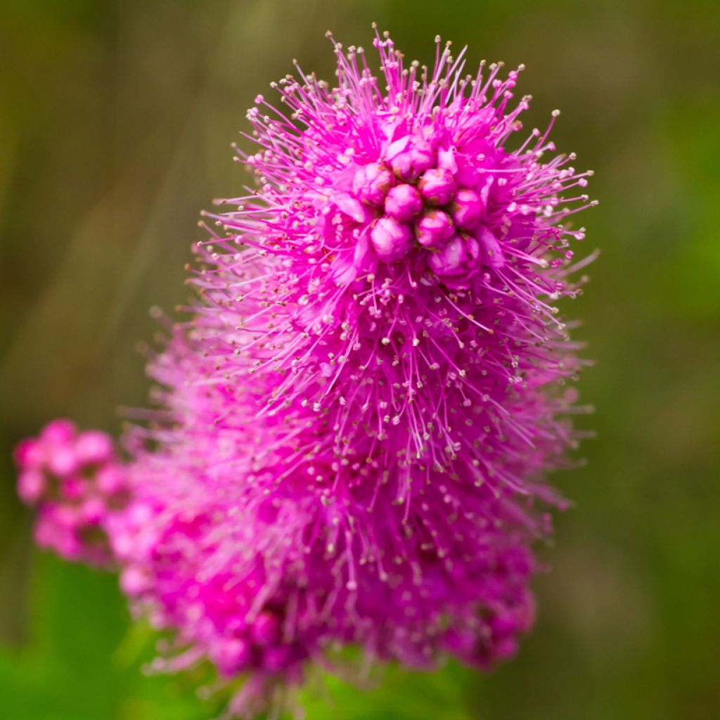 Spiraea douglasii - Steeple bush