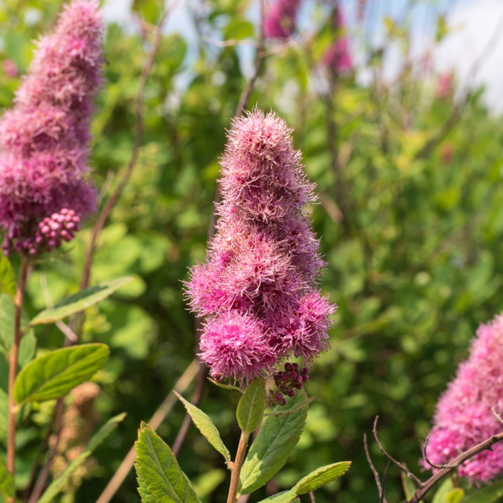 Spiraea douglasii - Steeple bush