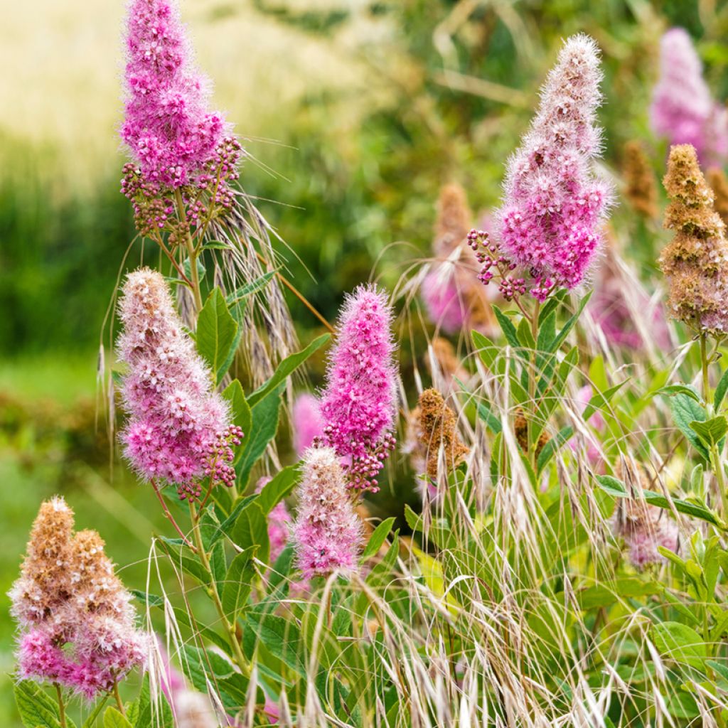 Spiraea douglasii - Steeple bush