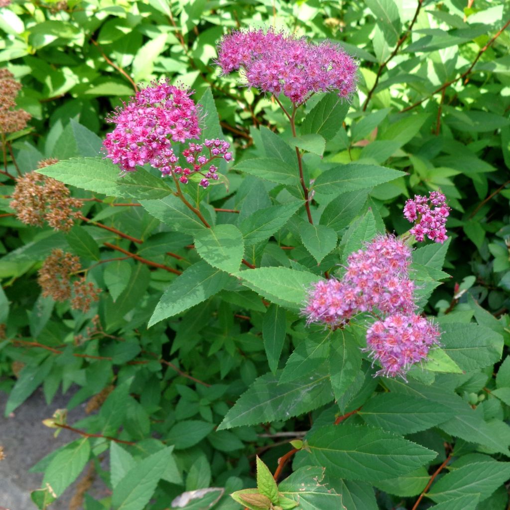 Spirée japonaise Double Play Artist - Spiraea japonica