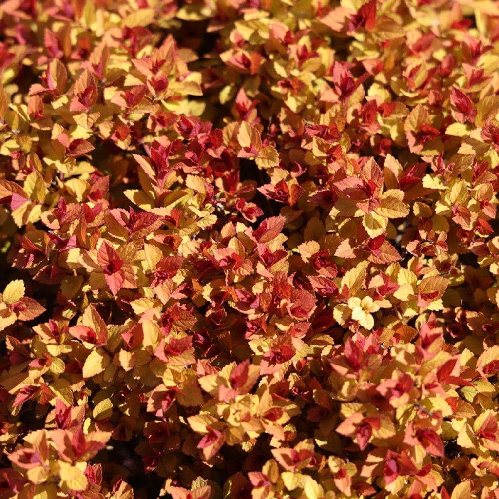 Spiraea japonica Merlo Gold - Japanese Spirea