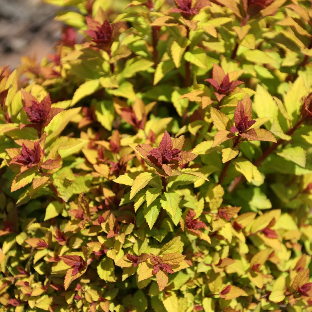 Spiraea japonica Merlo Gold - Japanese Spirea