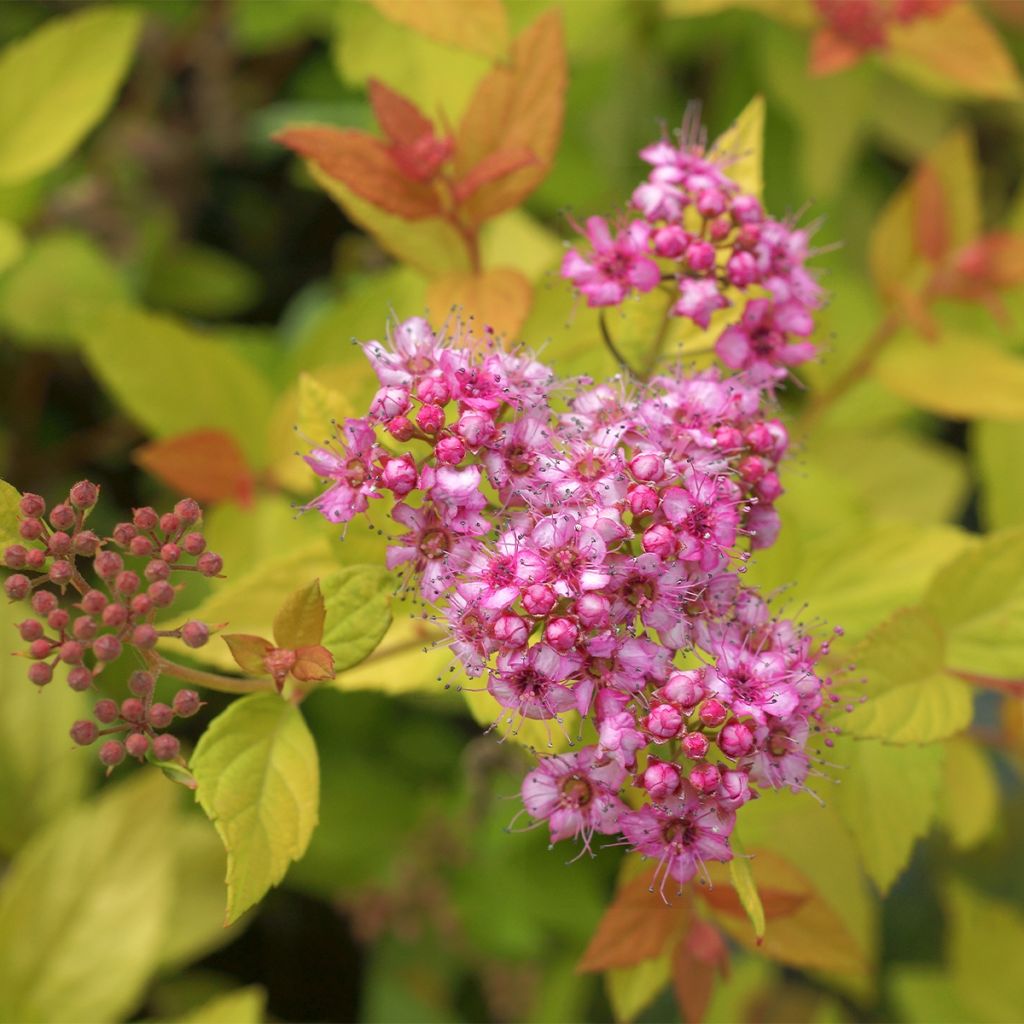 Spiraea japonica Pink & Gold