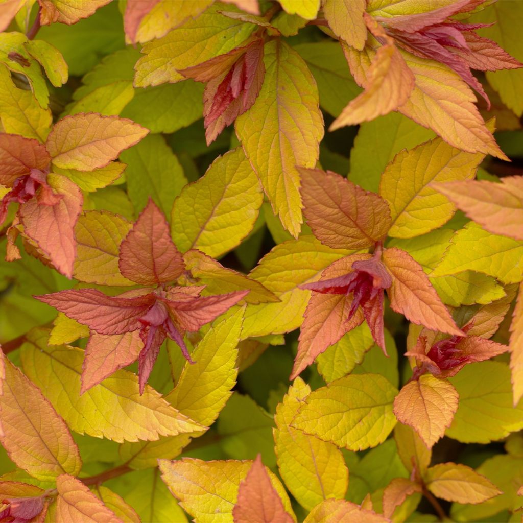 Spiraea japonica Pink & Gold