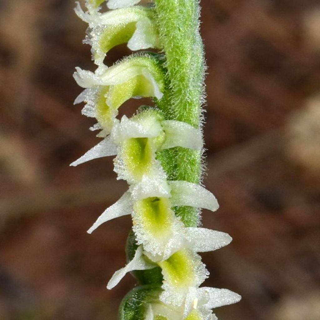 Spiranthes ochroleuca - Yellow Ladies' Tresses 