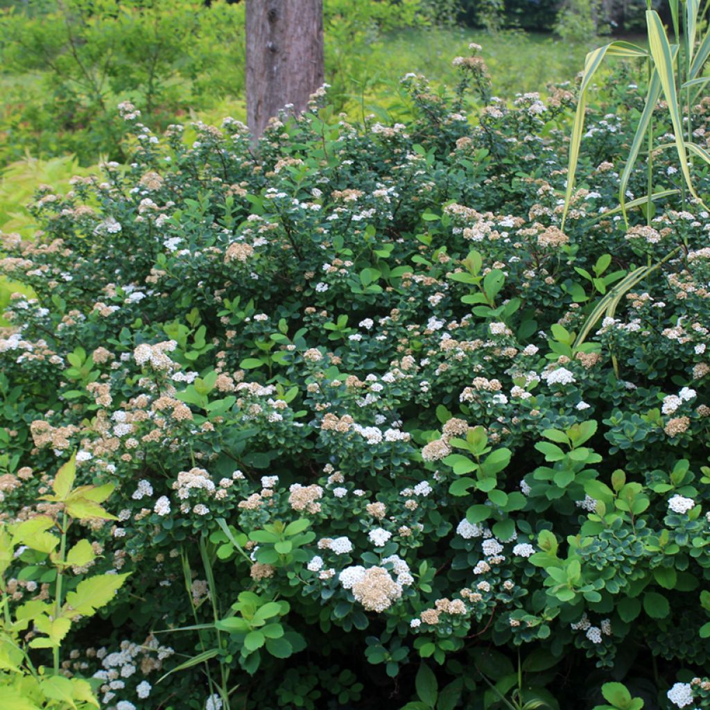 Spiraea betulifolia Tor