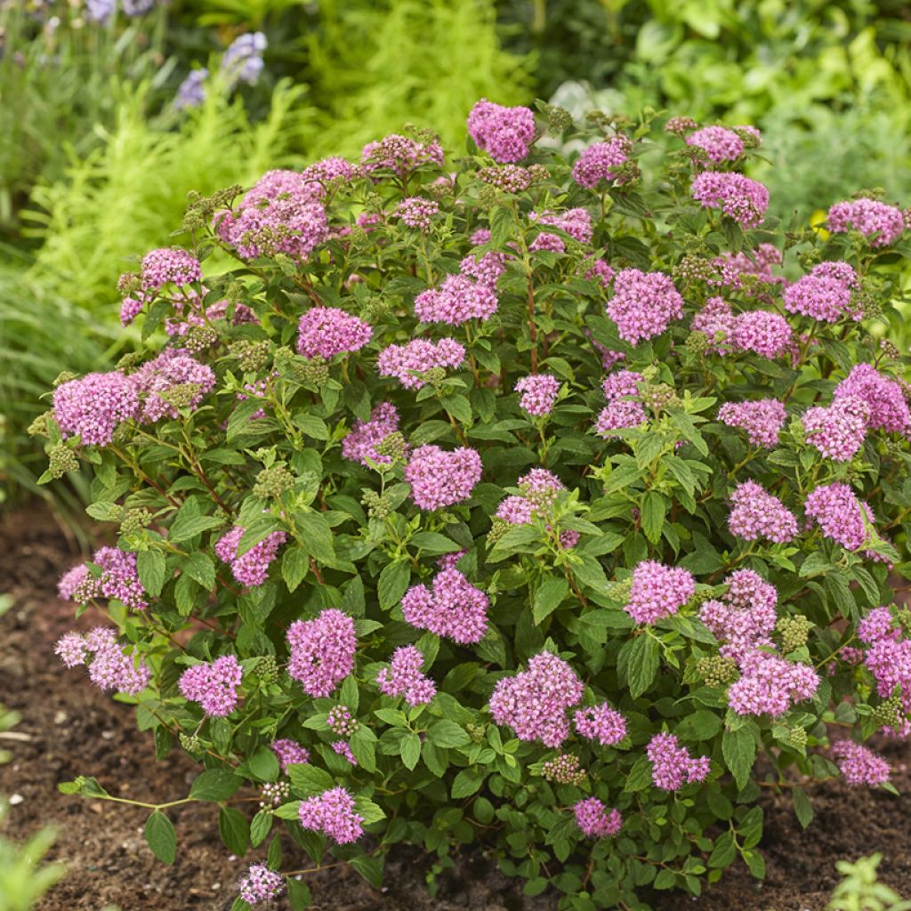 Spiraea japonica Fenna - Japanese Spiraea