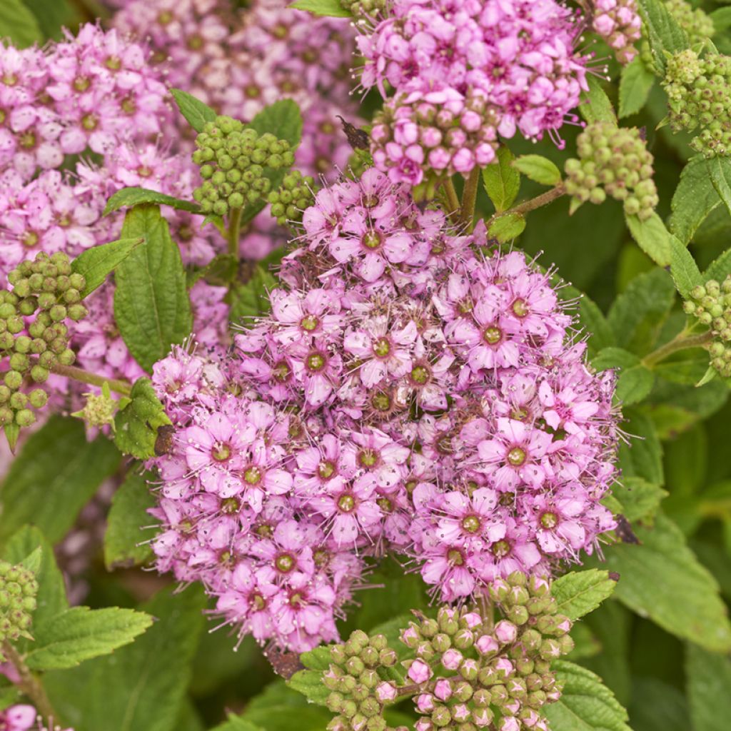 Spiraea japonica Fenna - Japanese Spiraea