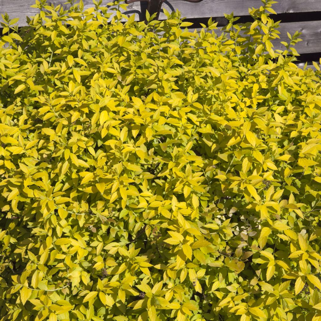 Spiraea japonica White Gold - Japanese Spiraea