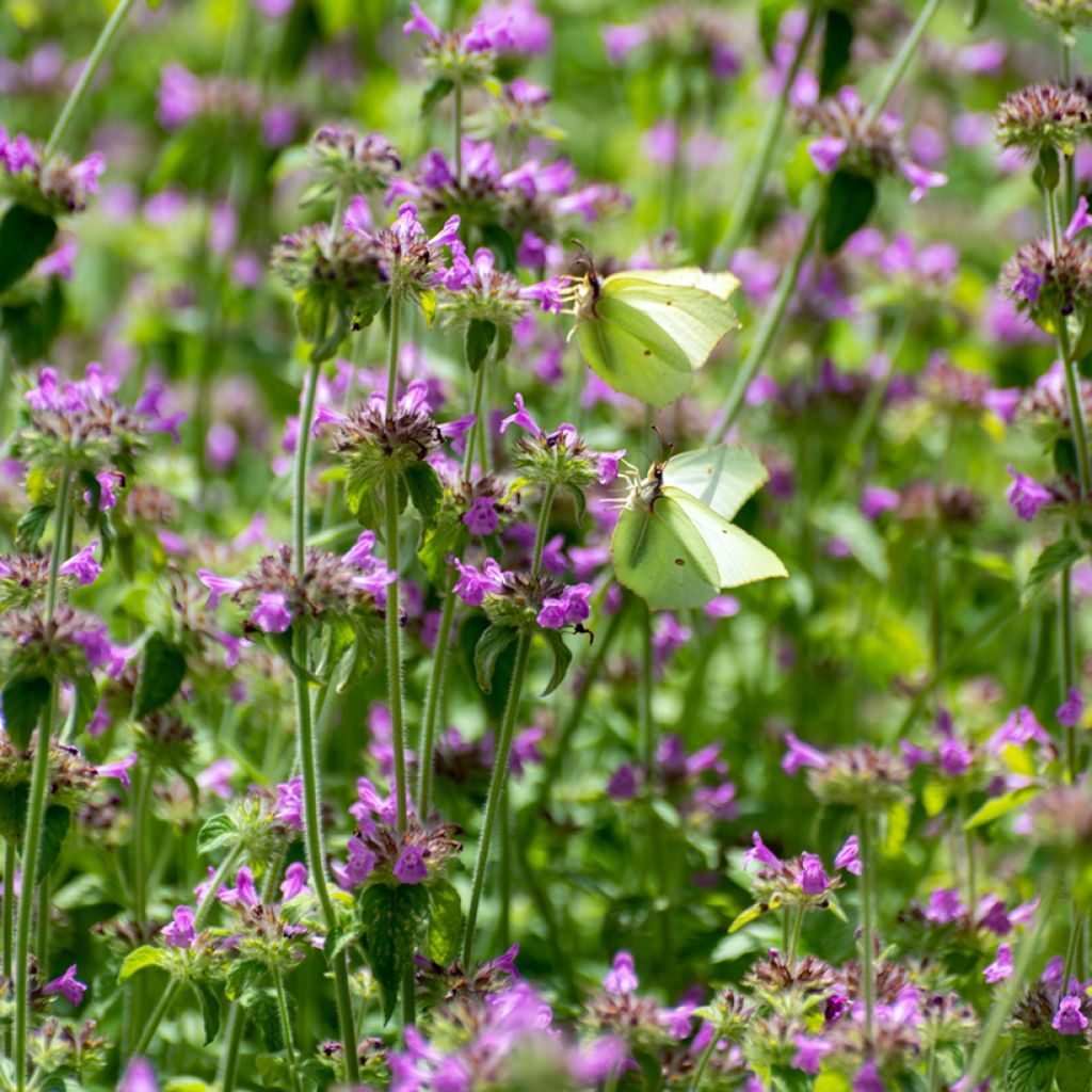 Stachys grandiflora superba