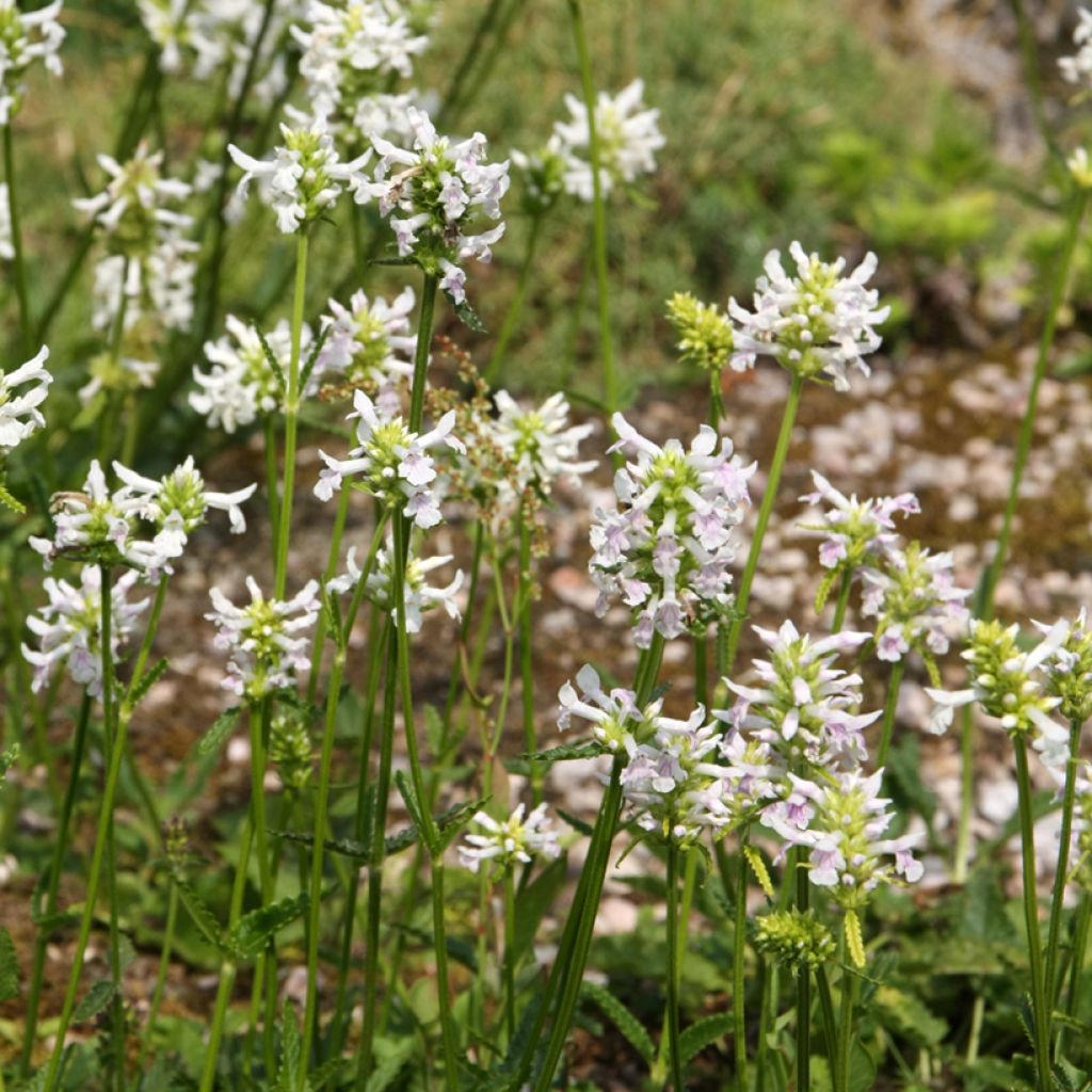 Stachys officinalis Alba