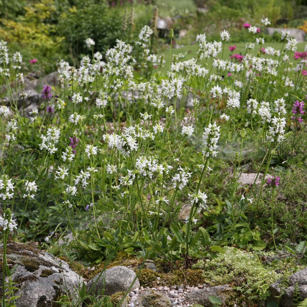 Stachys officinalis Alba