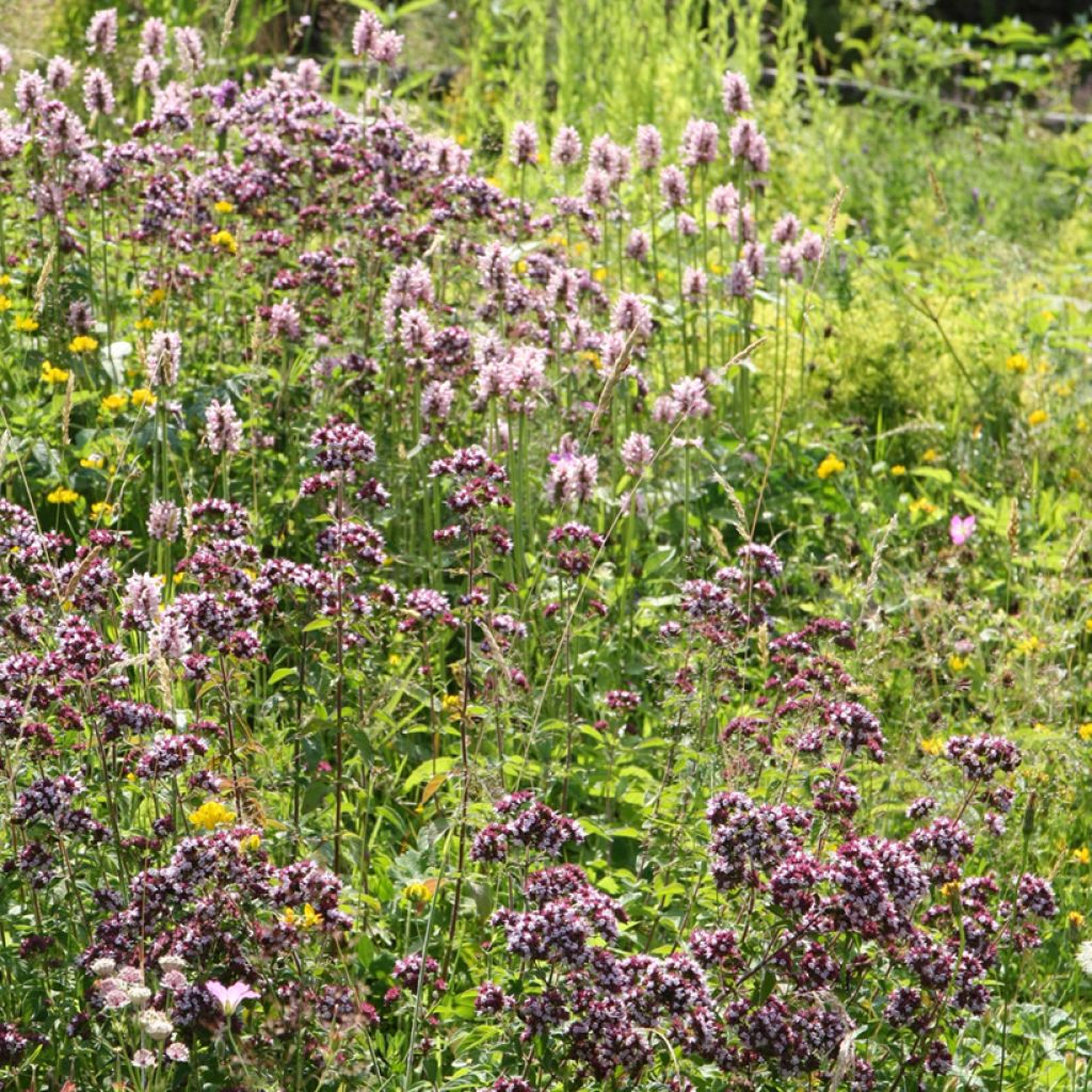 Stachys officinalis Pink Cotton Candy