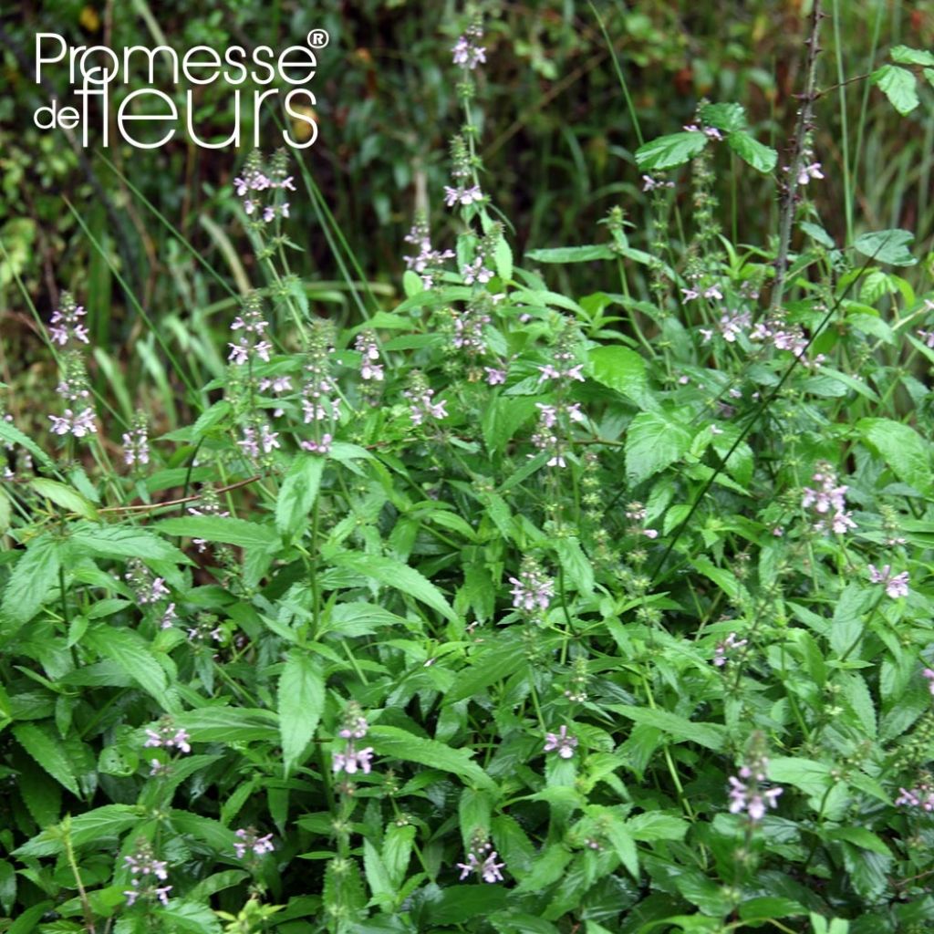 Stachys palustris