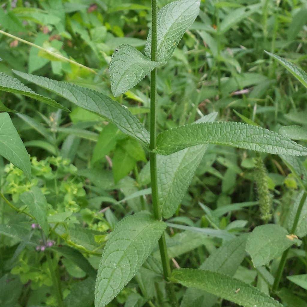 Epiaire des marais - Stachys palustris