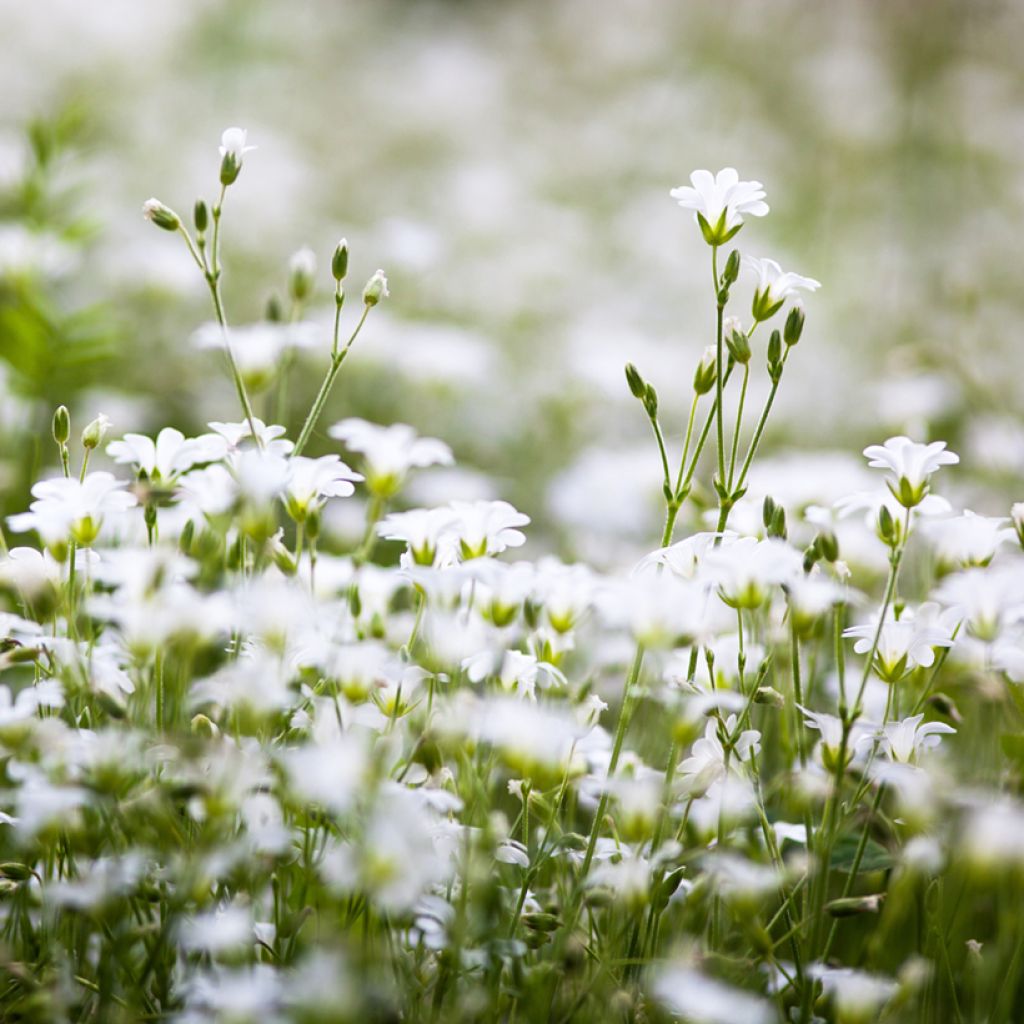 Stellaria (Rabelera) holostea - Stellaire holostée