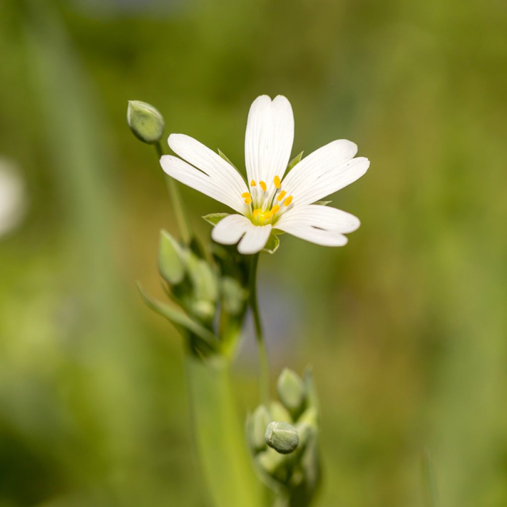 Stellaria holostea