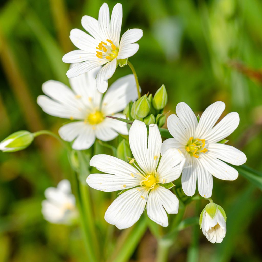 Stellaria holostea