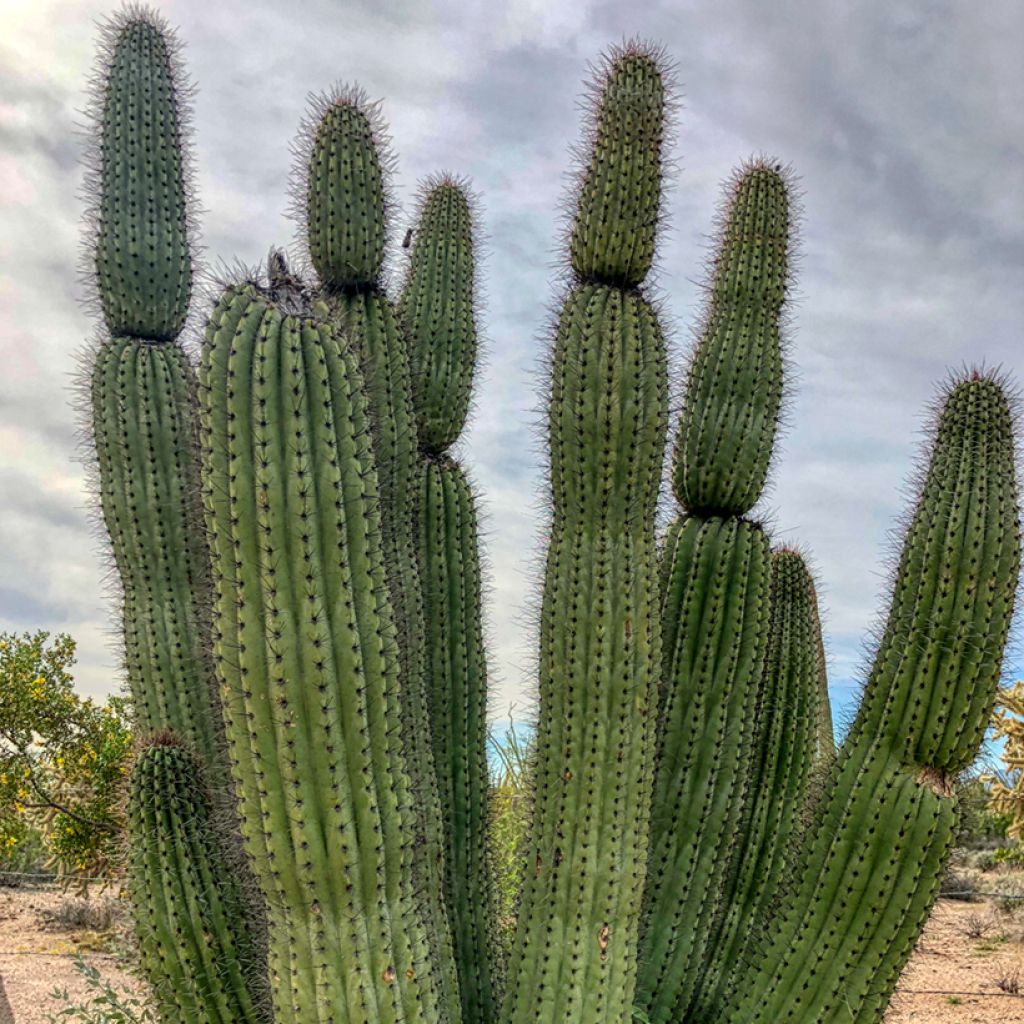 Stenocereus thurberi - Organ pipe cactus