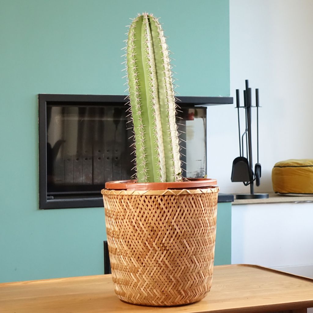 Stenocereus griseus - Cactus