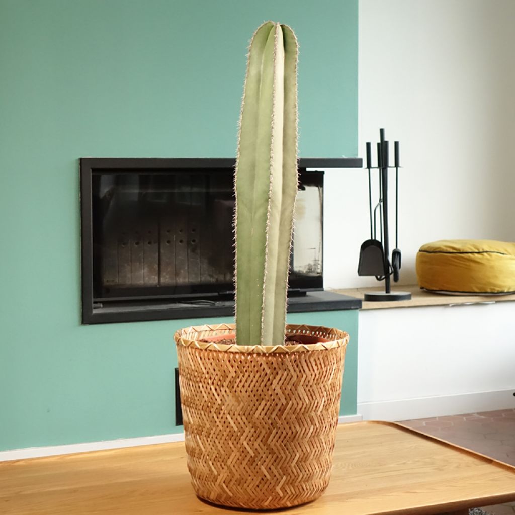 Stenocereus marginatus - Cactus