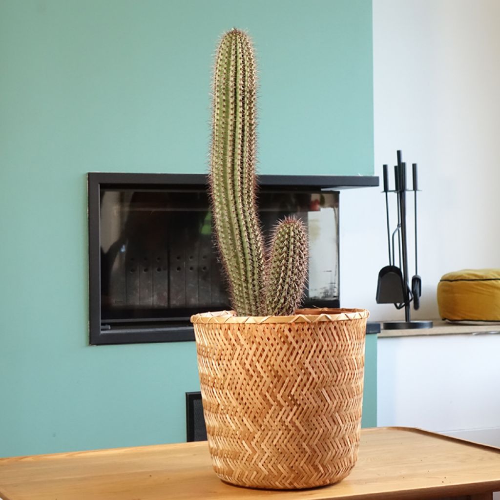 Stenocereus thurberi - Organ pipe cactus