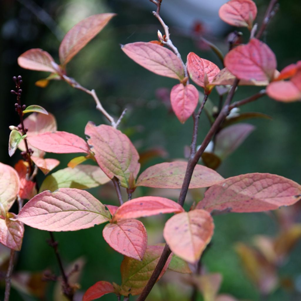 Stewartia pseudocamellia