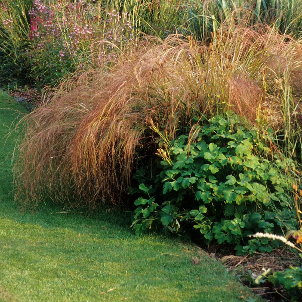 Stipa arundinacea Sirocco