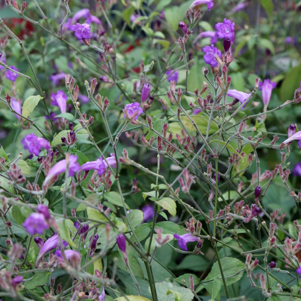 Strobilanthes attenuata Blue Carpet